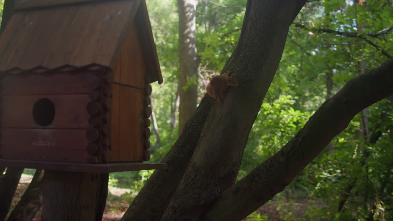 Red squirell on the tree looking for nuts near wooden feeder in the forest . Small wooden home for animals and birds in the green park.