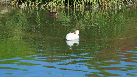 white duck swimming in pond in southern california