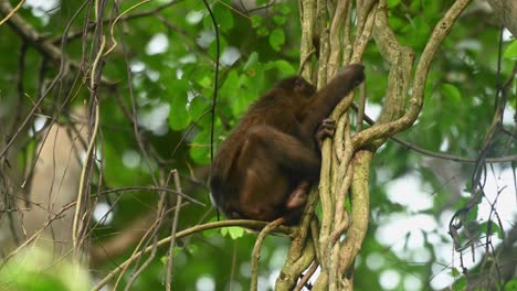 Macaco-De-Cola-De-Muñón,-Macaca-Arctoides