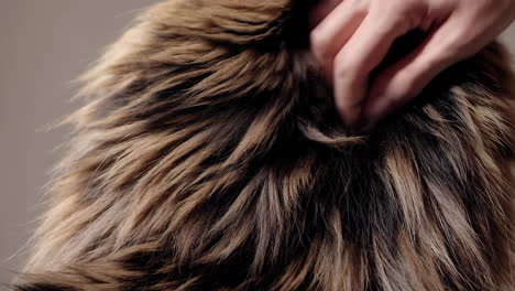 petting cat fur
