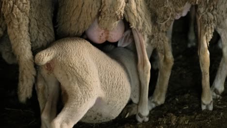 sheeps on a flock farm