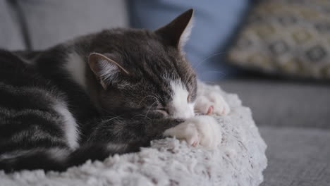 young grey cat male, making biscuits and suckling on bedding on a grey couch