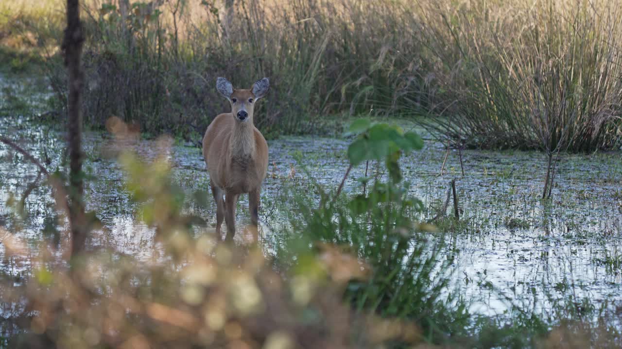 Cervo delle paludi in piedi in acqua calma, circondato dalla vegetazione nella bassa luce mattutina, che fissa in avanti all'ombra.