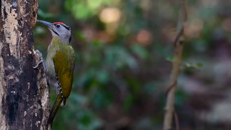 el pájaro carpintero de cabeza gris también se llama pájaro carpintero de cara gris se encuentra en muchos parques nacionales en tailandia y es muy particular en la elección de su hábitat para que prospere