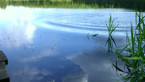 Surface-of-water-with-running-water-skippers.-Water-striders-running-on-lake