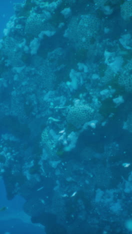 arrecife de coral bajo el agua con peces