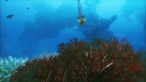 colorful fish swimming through a coral reef