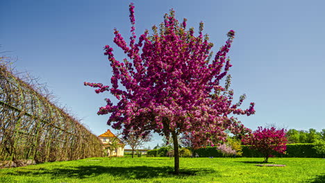 Pink-cherry-blossom-tree-in-private-home-estate-on-sunny-day,-fusion-time-lapse
