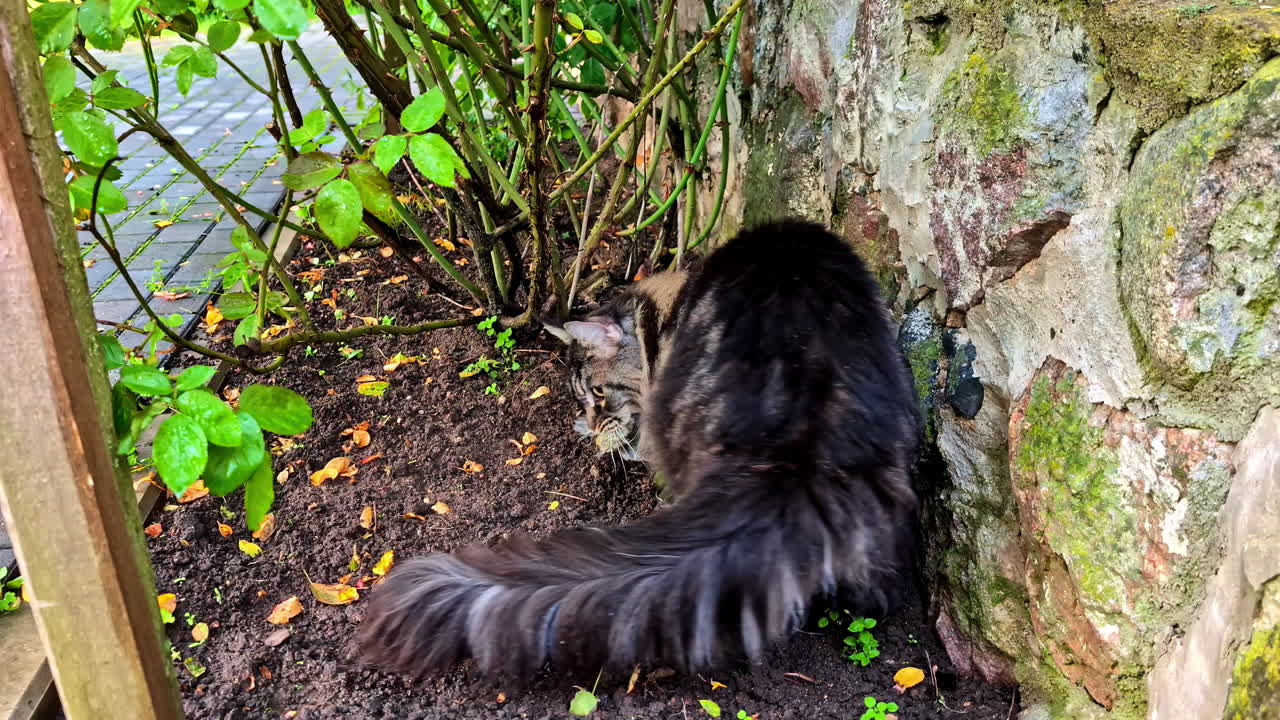 A long-haired Maine Coon cat catches a bird, holding it in its mouth before dropping it onto the garden path, tracking shot