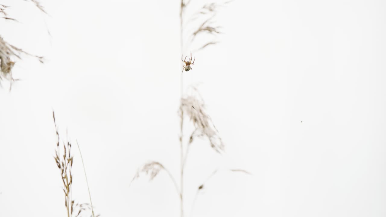 la araña del surco se arrastra con las piernas navegando en una red clara contra el cielo blanco