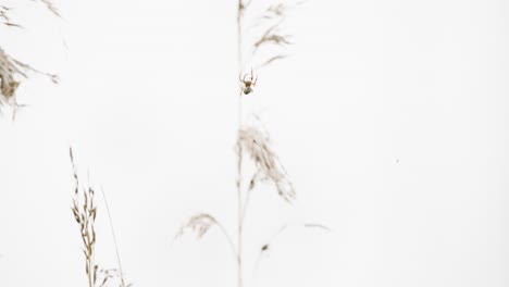 Furrow-Spider-crawls-with-legs-navigating-clear-web-against-white-sky