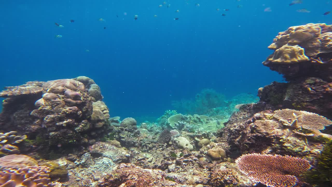 una foto estática serena de un vibrante arrecife de coral lleno de vida marina en las aguas cristalinas de las maldivas