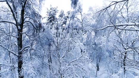 Snowy-branches-in-forest.-Winter-fairy-background