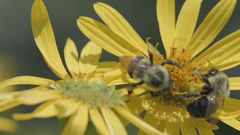 primer plano de dos abejas en una flor en la pradera