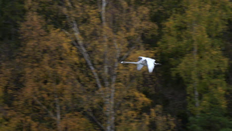 Toma-En-Cámara-Lenta-De-Un-Gran-Cisne-Blanco-Volando-Contra-El-Telón-De-Fondo-De-Los-árboles-De-Otoño