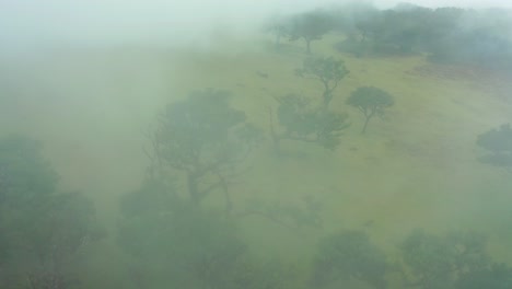 Eerie-mist-covering-famous-Fanal-woodland-on-gloomy-day,-aerial