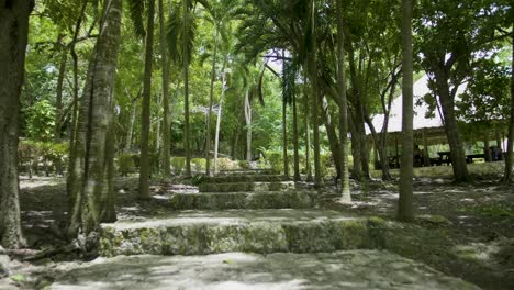 selva del templo de la ruina maya antigua en el rastro de lamanai