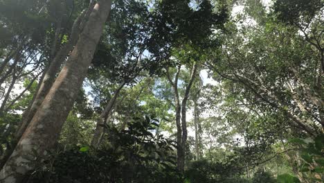 Slowmotion tilt down shot in jungle forest bush of Colombia Sierra Nevada surrounded by trees, plants and beautiful jungle nature slowmotion