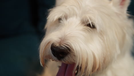 close-up of a happy west highland white terrier