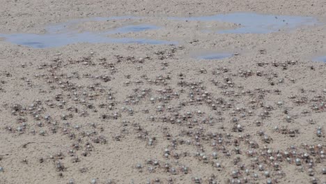 birds flocking and flying over a sandy beach