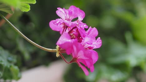 close up of pelargonium flowers with water droplets on petals and blossom