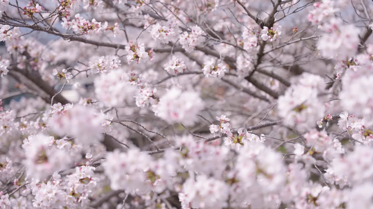 sakura floreciendo de cerca, el viento soplando a través de los pétalos