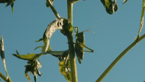 grasshopper on a plant stem