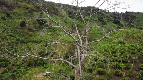 Dead-tree-in-vast-green-jungle-of-Vietnam,-aerial-drone-ascend-view