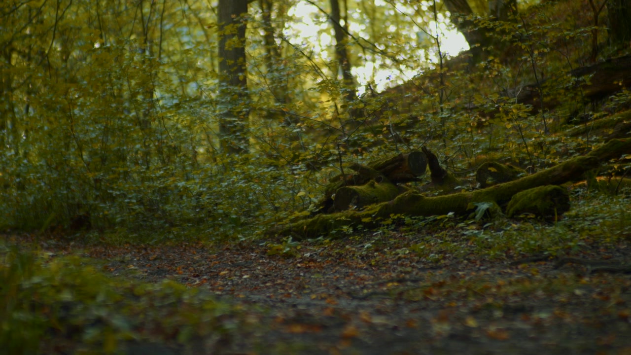 Una vista di una sezione di una fitta foresta verde, che mostra alberi e tronchi caduti coperti di muschio.