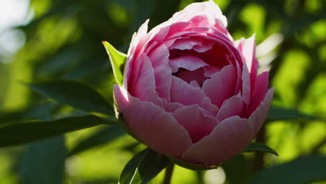 pink peony bud unfurling