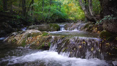 autumn forest stream