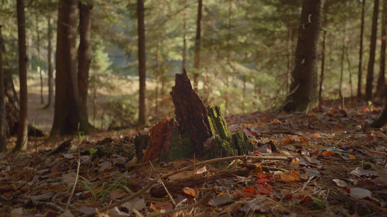 Slow motion hand held shot of tree stump in dense forest