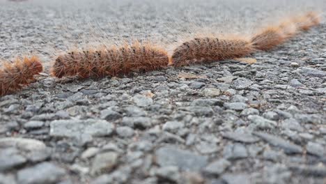 hairy caterpillars following each other in a single line filmed at 60 fps