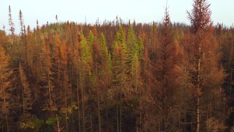 Drone-Vuela-A-Través-De-La-Copa-De-Los-árboles-Adelgazada-Después-Del-Mayor-Incendio-Forestal-Canadiense-En-Quebec