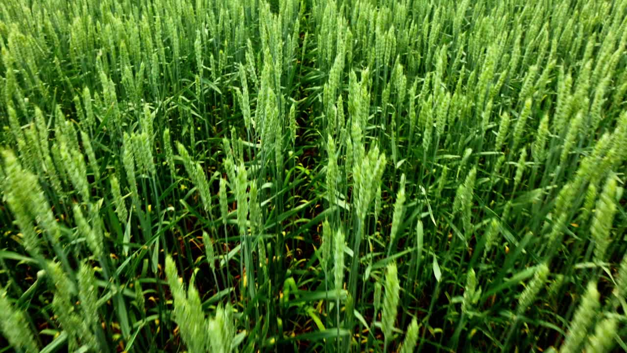 campo de trigo verde