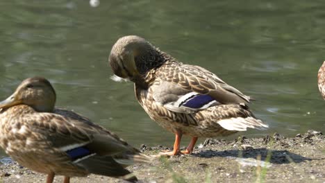 mallard ducks by a pond