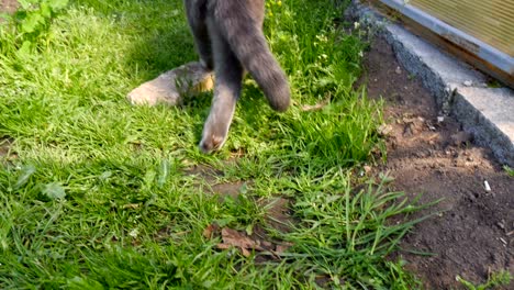 gray cat rises from one place and lies down on the other