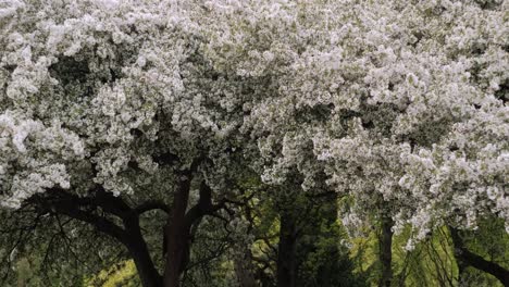 tree covered fully with white flowers, blooming time