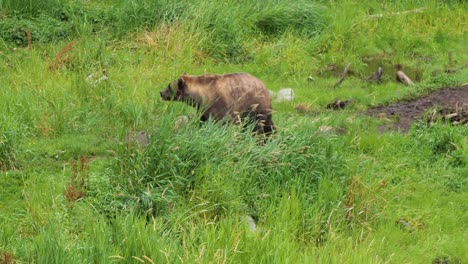 brown bear at the edge of the forest in alaska