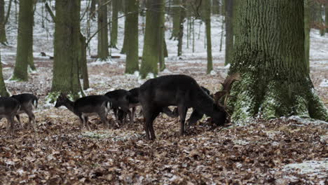 mature and young roe deer herd forage for food on snowy czech forest floor