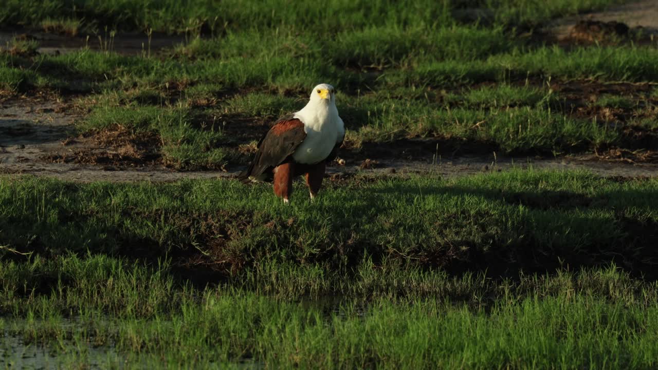 Un’aquila pescatrice africana appollaiata nell’erba verde, Parco nazionale di Chobe
