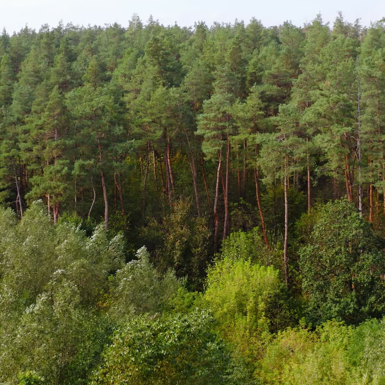 Summer scenery of woodland. Beautiful trees in the forest. The wind rocking the top of green trees. Mixed trees on pine wood background. View from above.