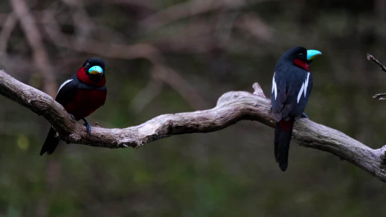 dos individuos posados en una rama mientras el otro vuela hacia el nido, pico ancho negro y rojo, cymbirhynchus macrorhynchos, parque nacional kaeng krachan, tailandia