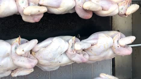 close-up view of uncooked chickens placed on skewers, ready for grilling.