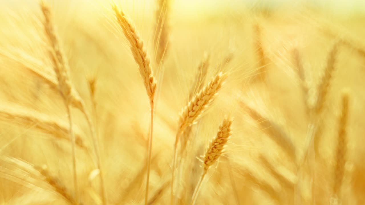 Golden wheat ears swaying in warm sunlight, symbolizing harvest, nature's abundance, and the serenity of a summer field at sunset. Close-up with beautiful soft focus. Cinematic.