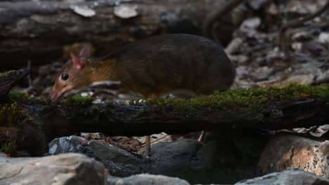 Lesser-Mouse-deer,-Tragulus-kanchil,-4K-Footage