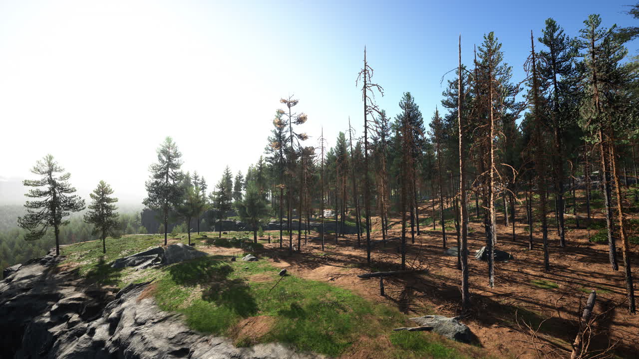 山の斜面にある松の森