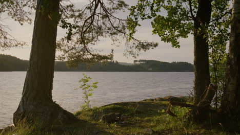 lakeside forest view framed by large tree trunks and branches during golden hour in summer, with calm rippling water and distant hills under soft evening light