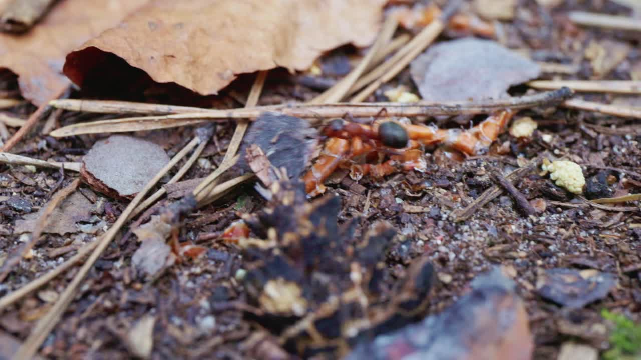 Ant on the forest floor