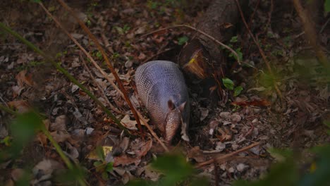 a nine-banded armadillo rummages through the dirt and leaves looking for food